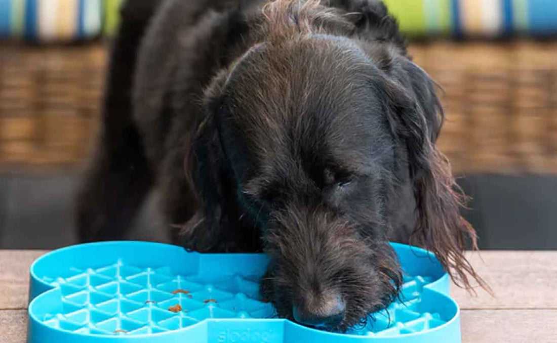 How to Use a LickiMat: The Complete Guide for Dogs and Cats