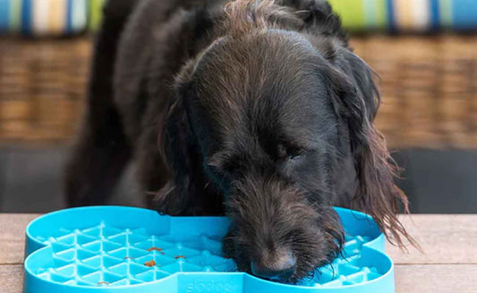 How to Use a LickiMat: The Complete Guide for Dogs and Cats