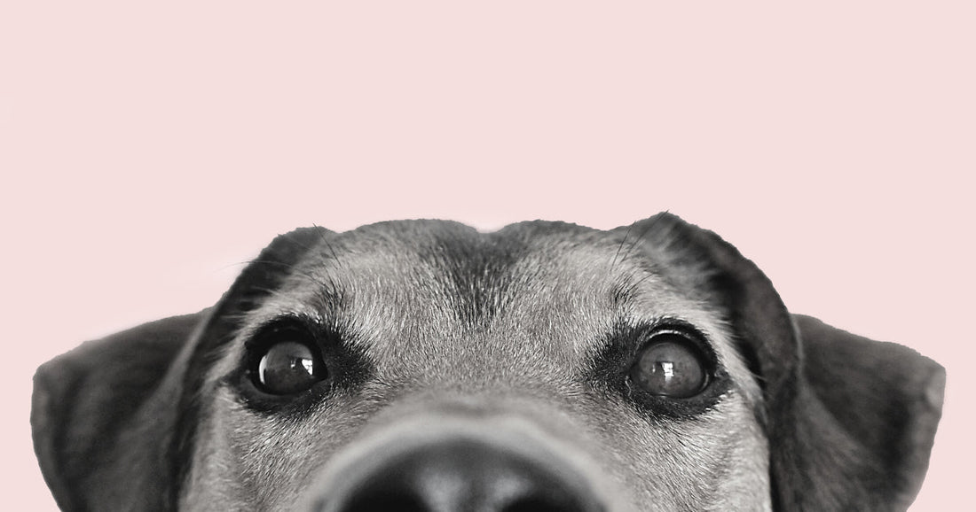 A dog available for adoption — consider adopting before you shop for a pet in New Zealand.
