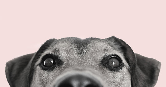 A dog available for adoption — consider adopting before you shop for a pet in New Zealand.