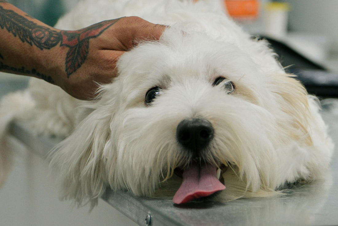 white dog lying on his belly. with his tongue out