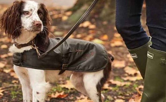 The StevieLicksx® Winter Edit: Pet Essentials for NZ
