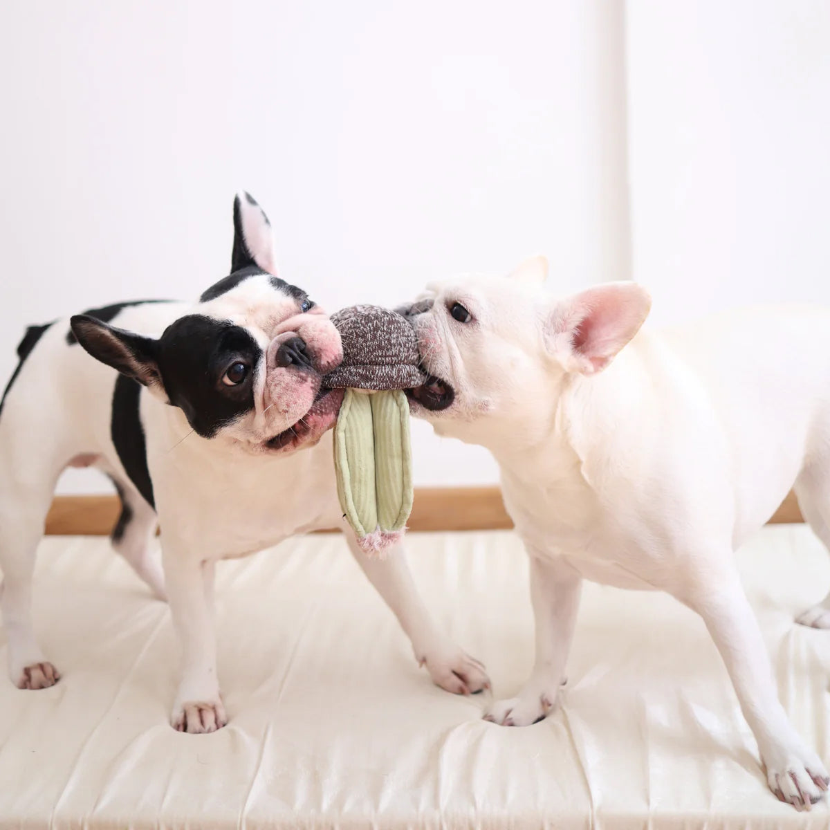 two french bulldogs playing with a A plush pale green cactus dog toy, with pink fluff at the top sat in a soft brown shaped pot. 