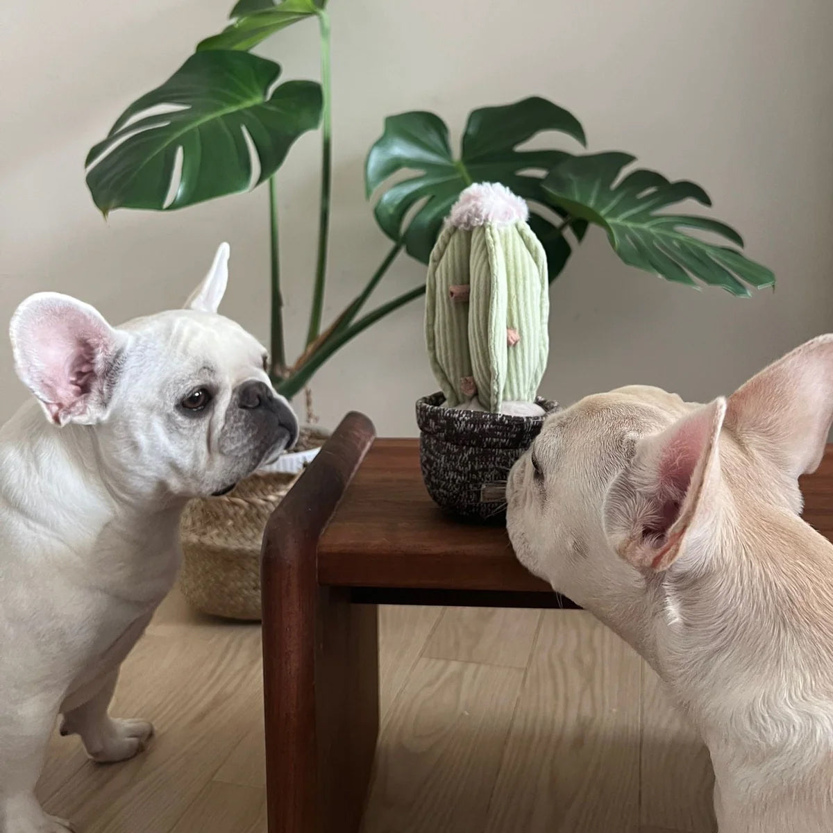 Two french bulldogs looking at a A plush pale green cactus dog toy, with pink fluff at the top sat in a soft brown shaped pot with dog treats in.