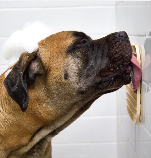 A dog in the showe licking a blush lickimat stuck on the shower wall