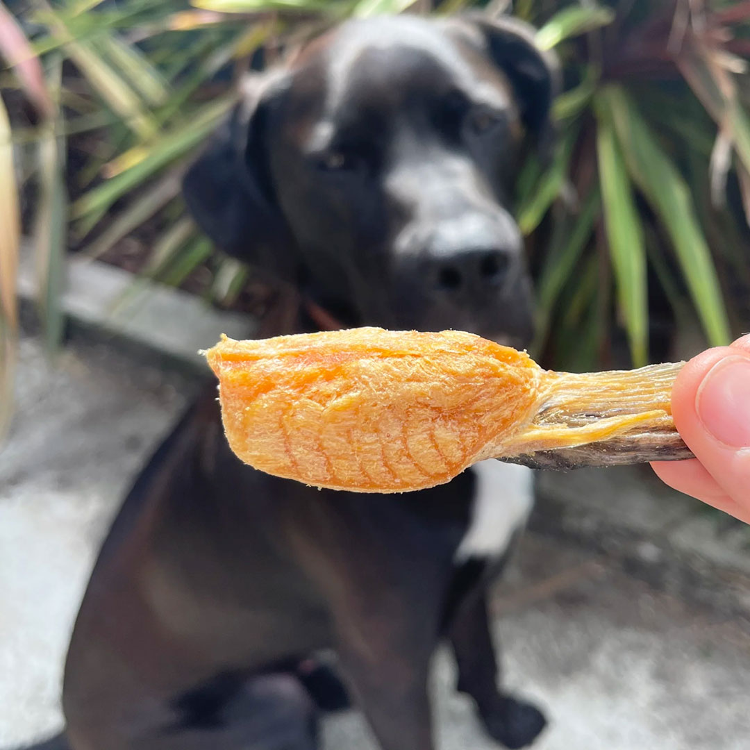 Black dog sitting behind a salmon dog treat, being held in the forefront.