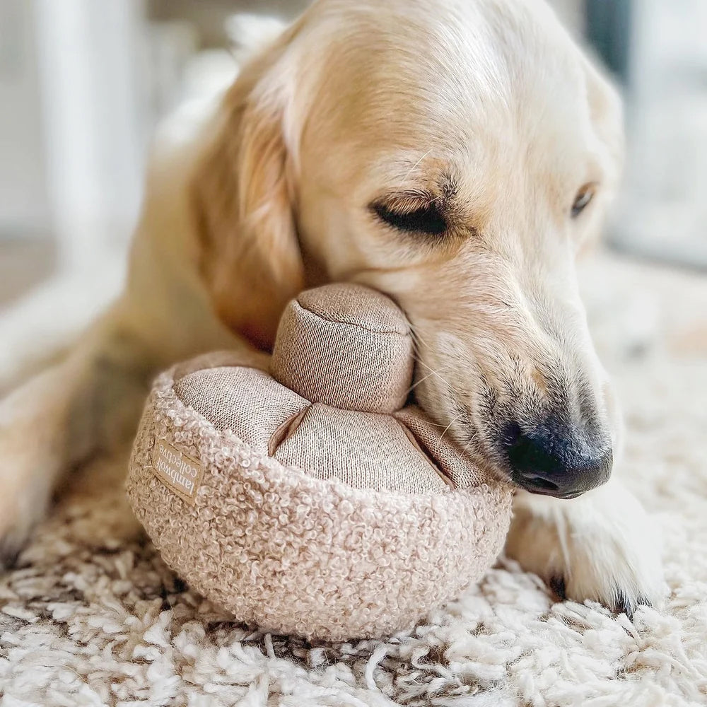 Close up of dog and his plush snuffle dog toy.