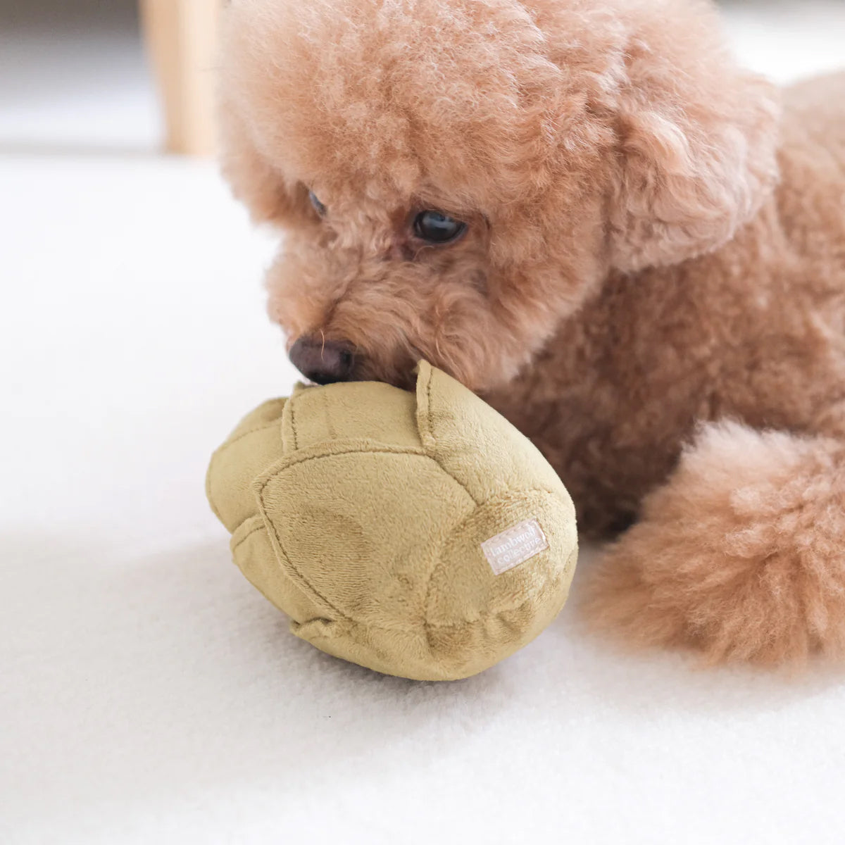 A small brown poodle lying on the ground, snuffling into a pluch greebn artichoke toy.