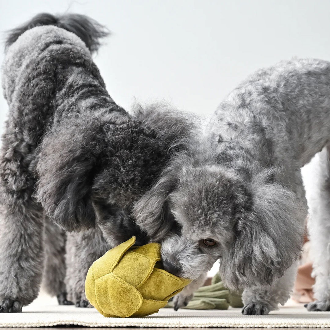 Two grey poodles playing with a plush green avocado dog toy.