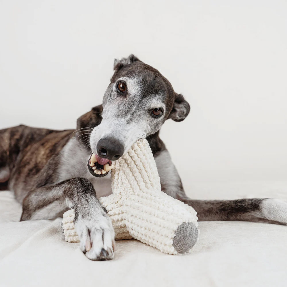 A greyhound chewing a A cream tetrapod shaped plush dog toy. Soft and textured cotton on top of the corduroy fabric.