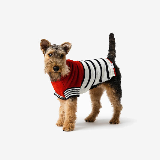Small brown dog wearing a red and black striped sweater, standing on a plain background.