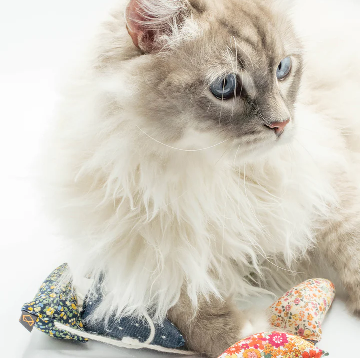 A fluffy cat with blue eyes playing with colourful cloth fish toys on a white background.