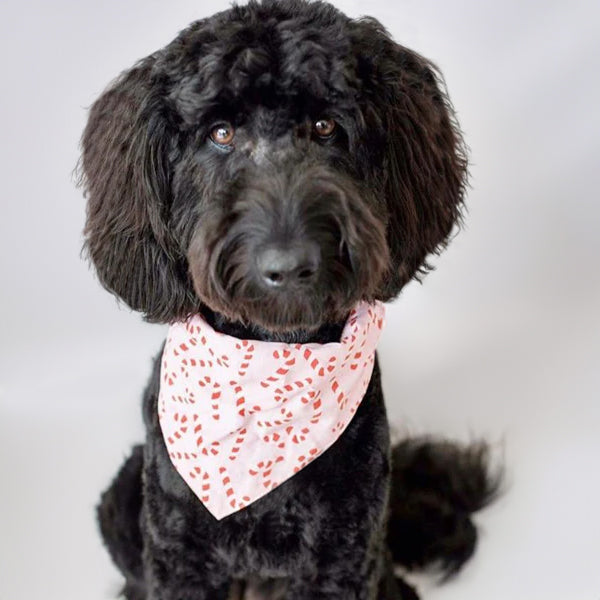 cute black fluffy dog wearing a 100% cotton dog bandana with a candy cane pattern on a pink fabric