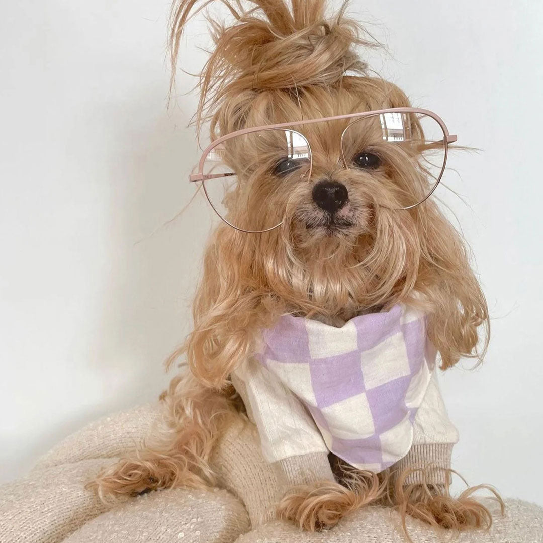 A cute brown fluffy dog wearing a white and lilac checkered dog bandana