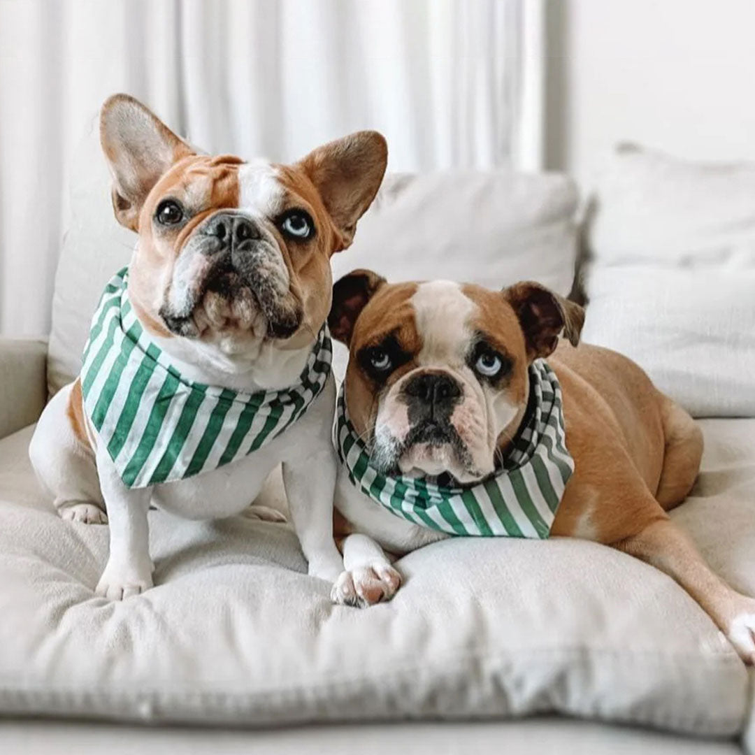 2 british bulldogs wearing 100% cotton dog bandana with patterned with green and white stripes