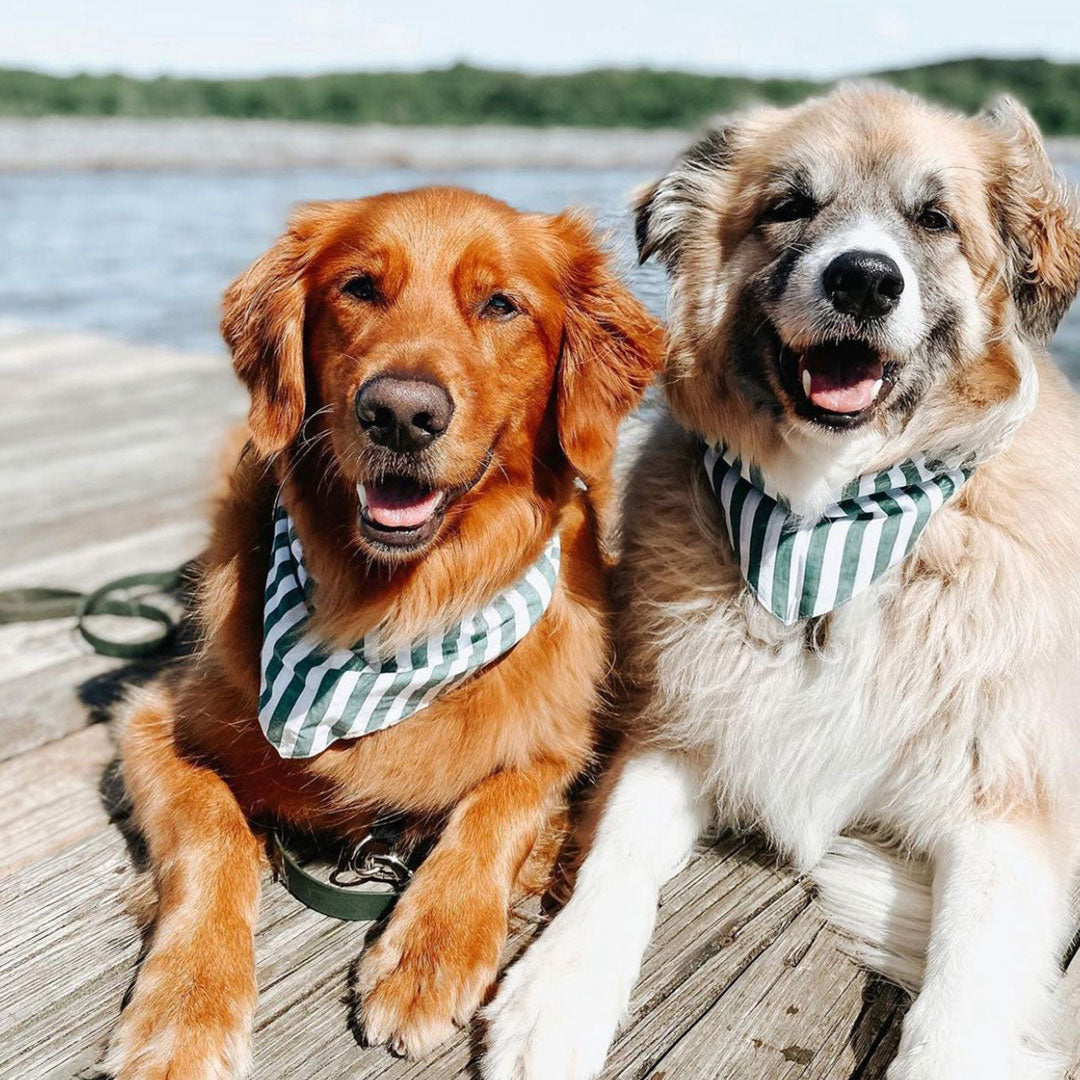 two dogs wearing 100% cotton dog bandana with patterned with green and white stripes