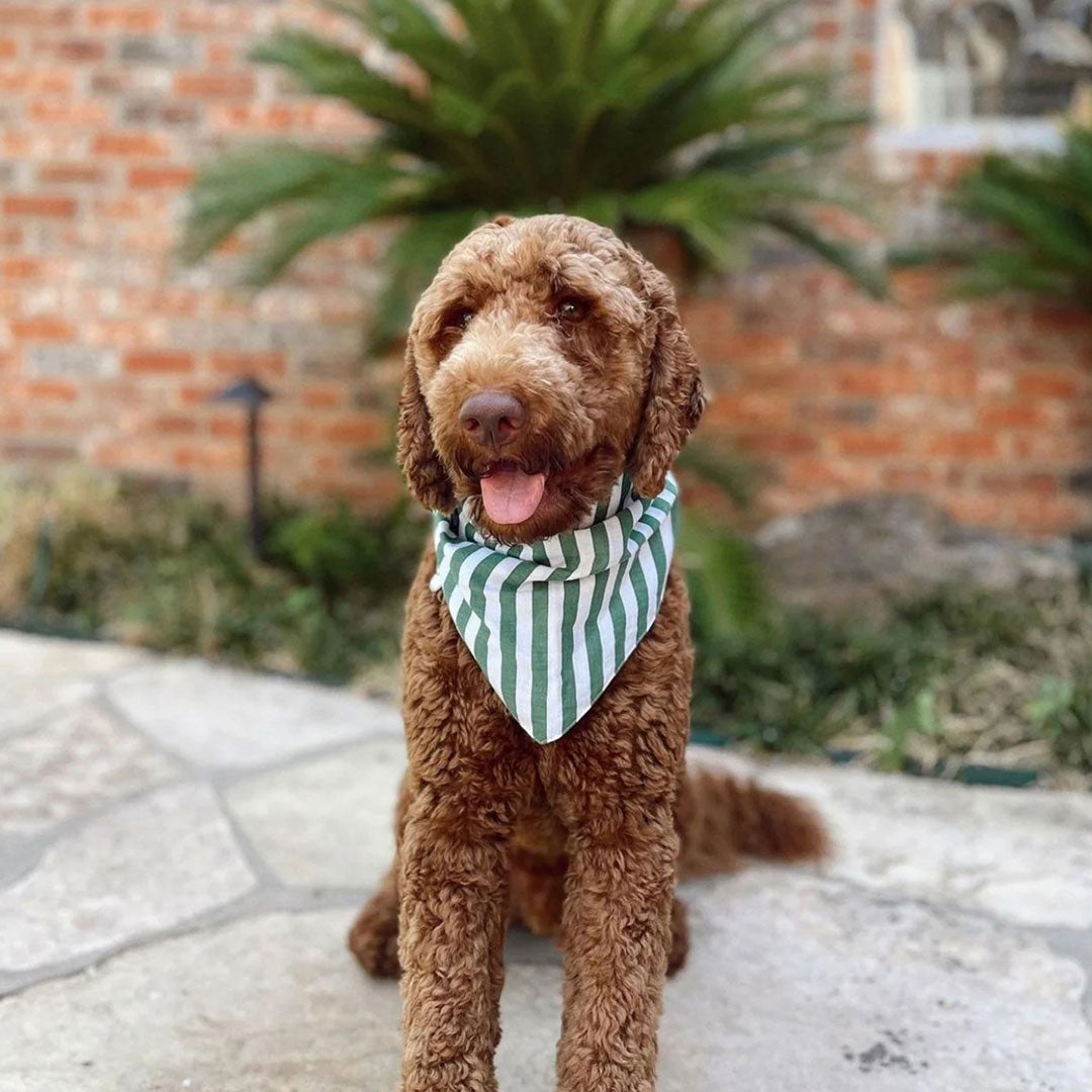 Cute brown poodle wearing a 100% cotton dog bandana with patterned with green and white stripes