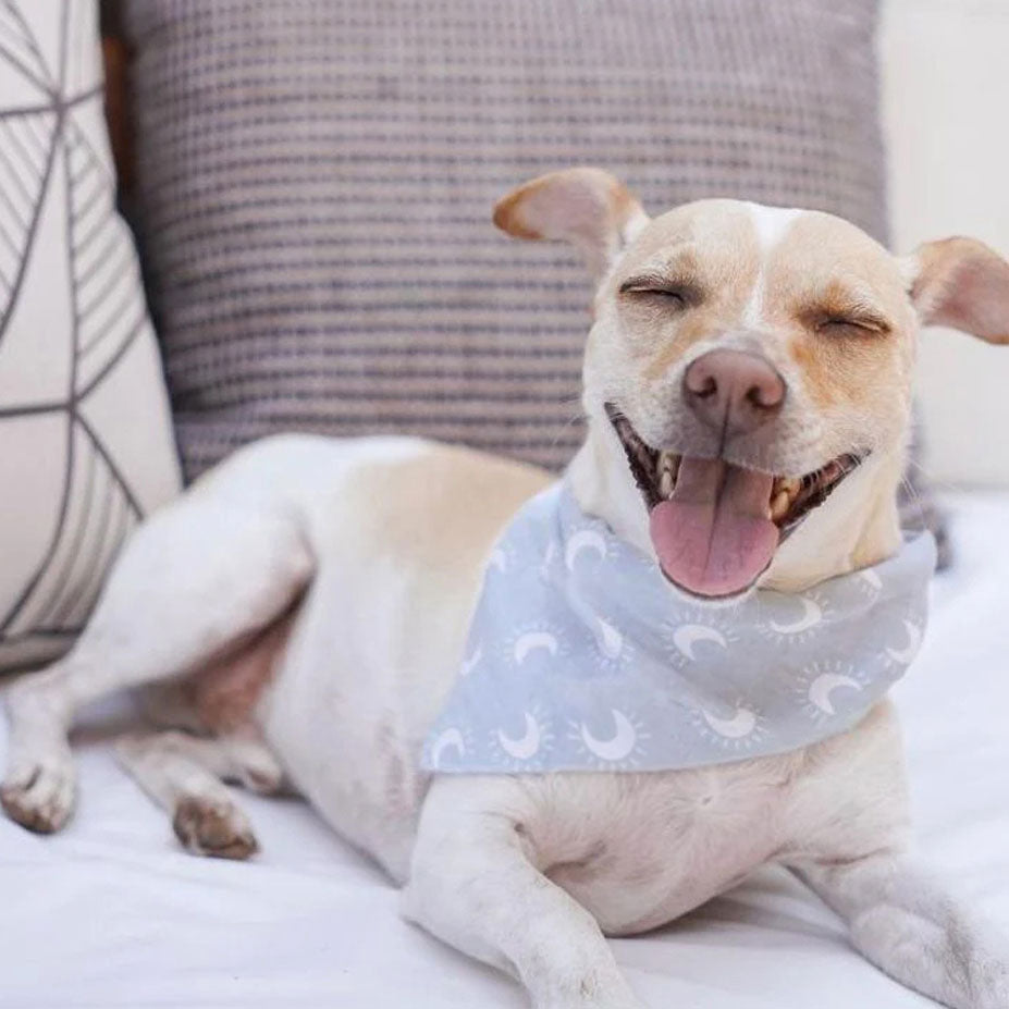 A cute small dog smiling hes wearing a pale blue dog bandana featuring white crescent moons