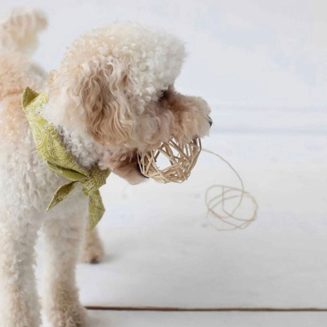 white poodle with toy wearing a 100% cotton dog bandana with a paisley pattern