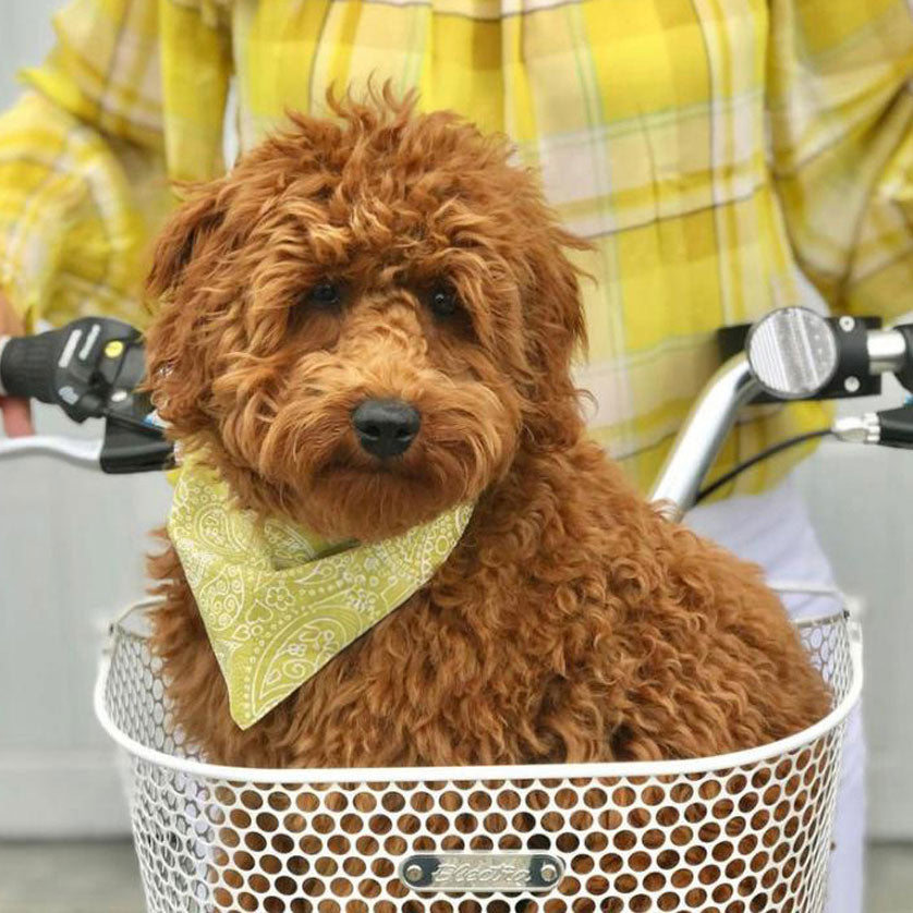 Cute dog sat in a bicycle basket wearing a 100% cotton dog bandana with a paisley pattern