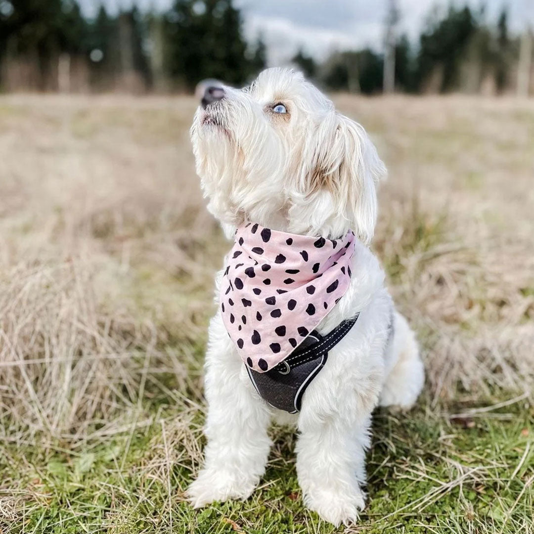 A cute white fluffy dog sat in a field looking up at the sky wearing a 100% cotton dog bandana with black leopard spots on pale pink