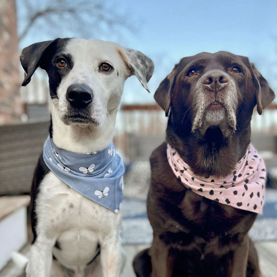 Two dogs wearing patterned 100% cotton dog bandanas