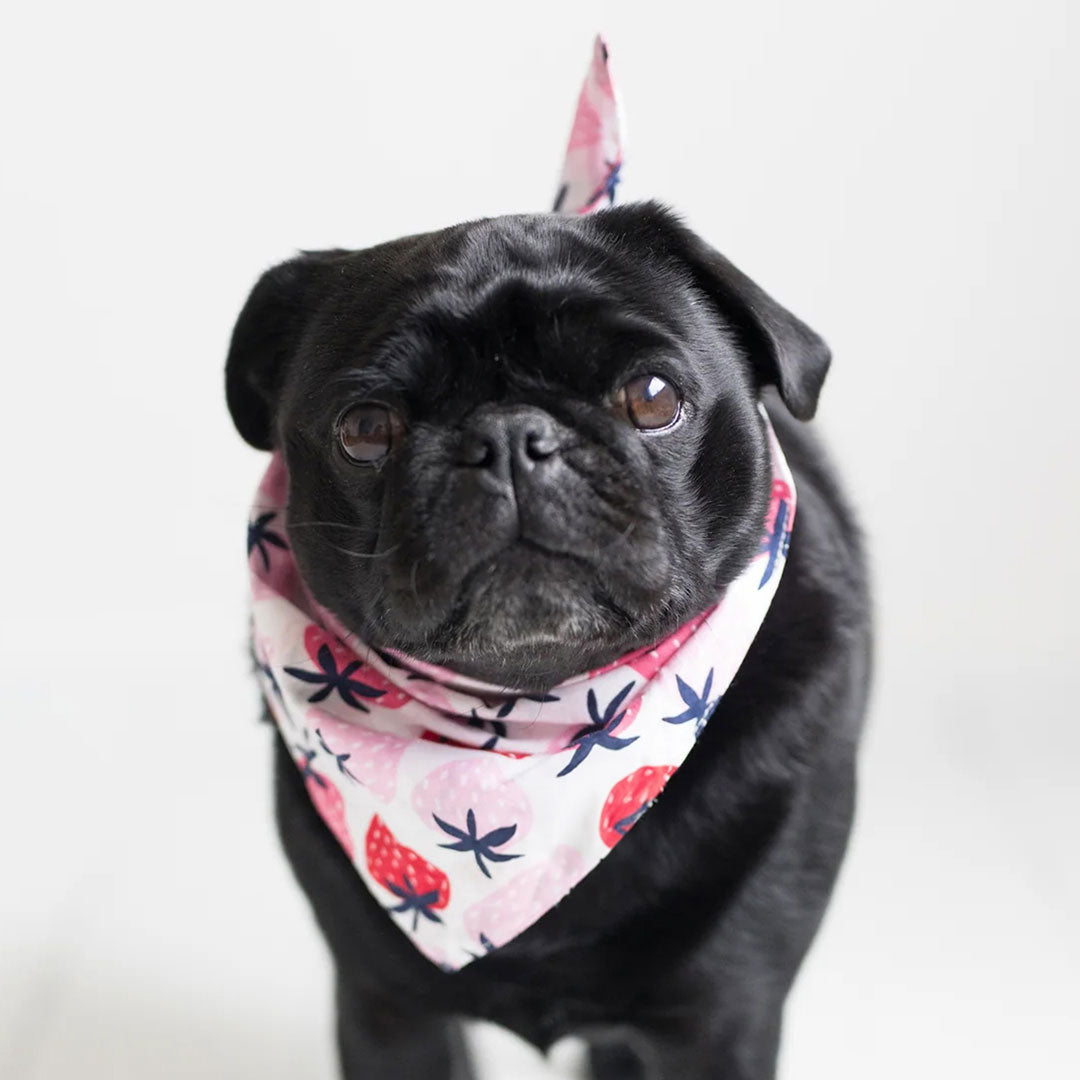 A small black pug dog 100% cotton dog bandana patterned with fresh pink and red strawberries