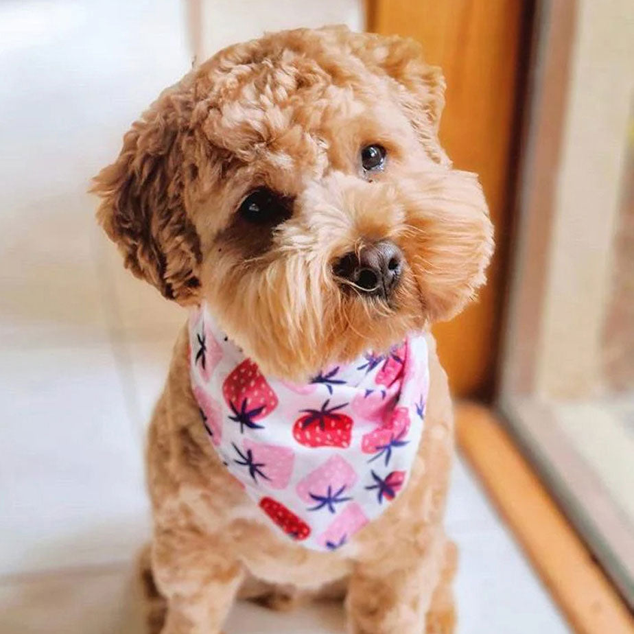 A cute cavoodle wearing 100% cotton dog bandana patterned with fresh pink and red strawberries