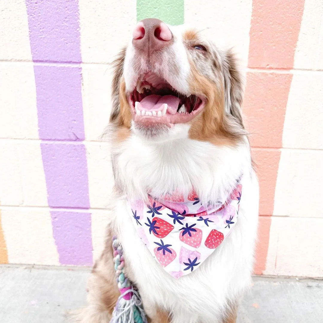 A beautiful border collie smiling and wearing a 100% cotton dog bandana patterned with fresh pink and red strawberrys