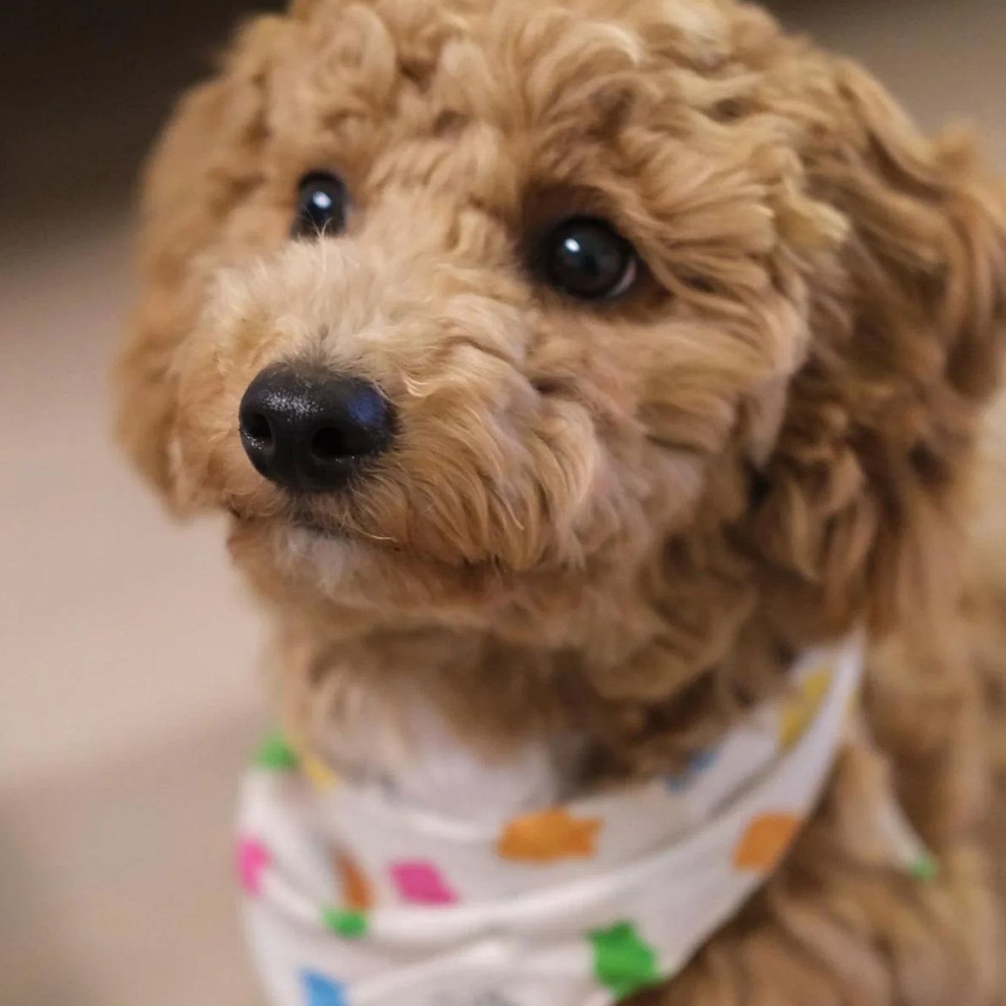 A cute cavoodle with brown eyes wearing a dog white dog bandana that has multi coloured gummi bears on