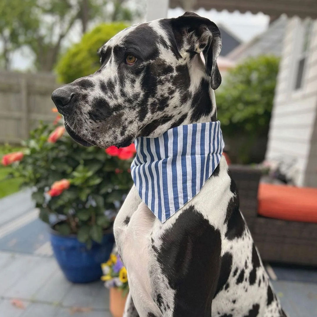 A black and white spotty great dane wearing a 100% cotton navy blue and white striped dog bandana