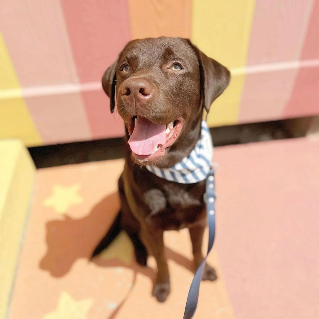 A handsome chocolate Labrador Retriever Dog wearing 100% cotton navy blue and white striped dog bandana