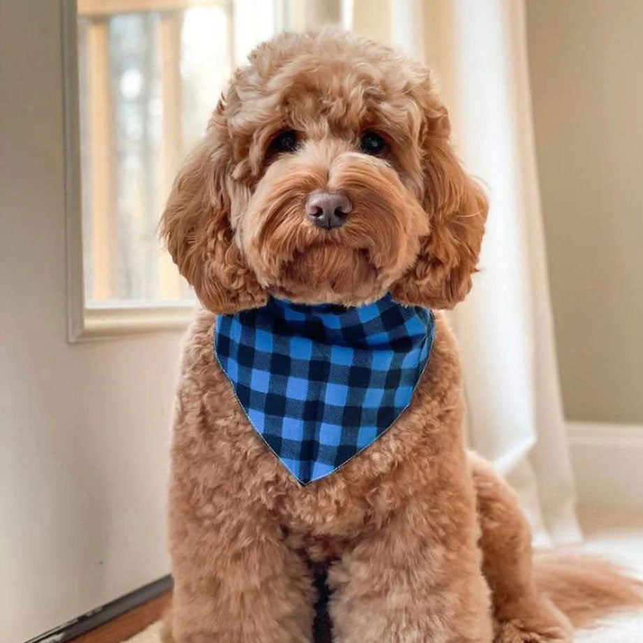 A brown labradoodle wearing a plaid checkered dog bandana in blue and black