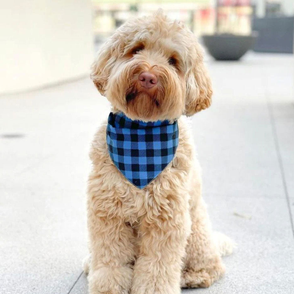 A fluffy dog sitting down wearing plaid checkered dog bandana in blue and black