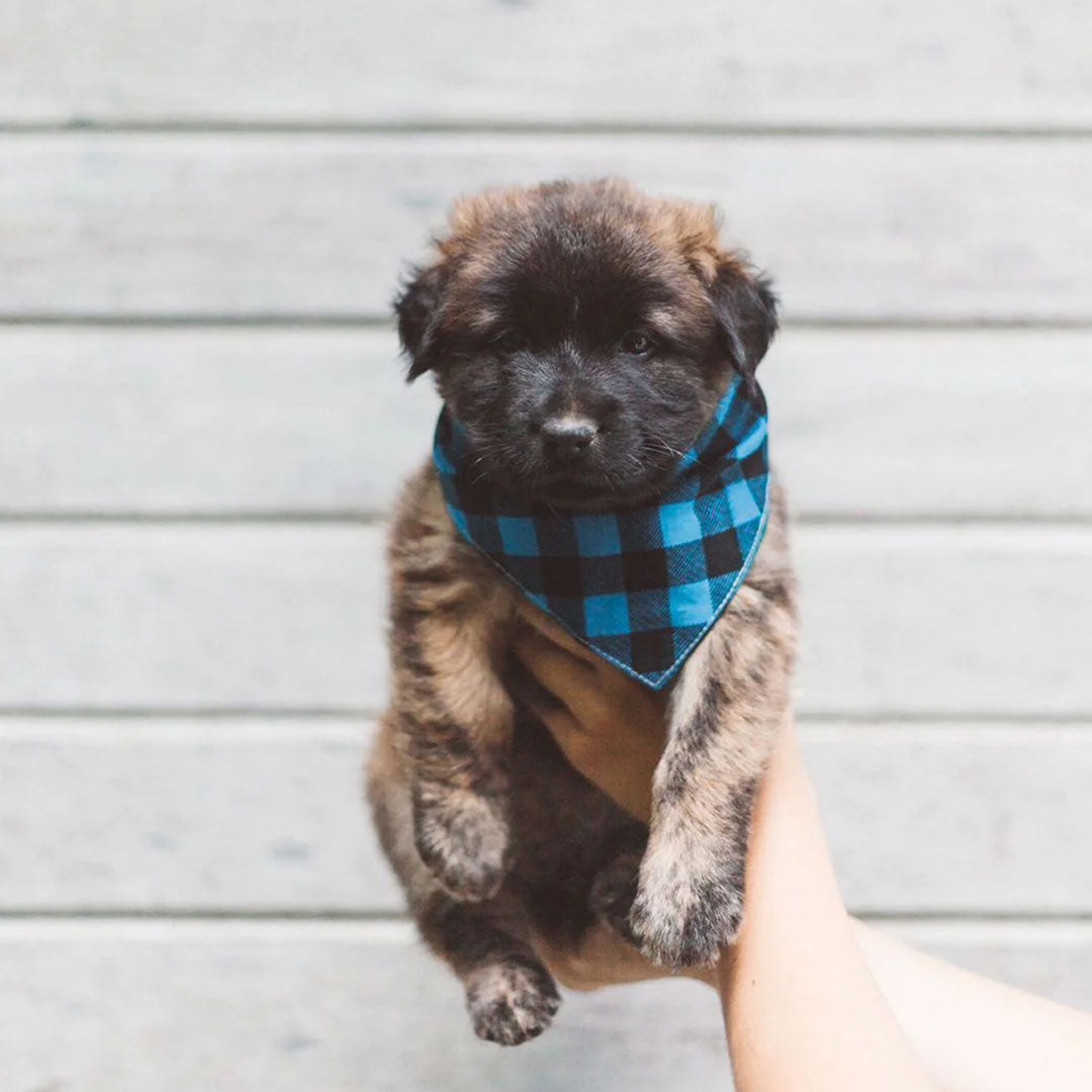 A cute small puppy wearing a plaid checkered 100% cotton dog bandana in blue and black