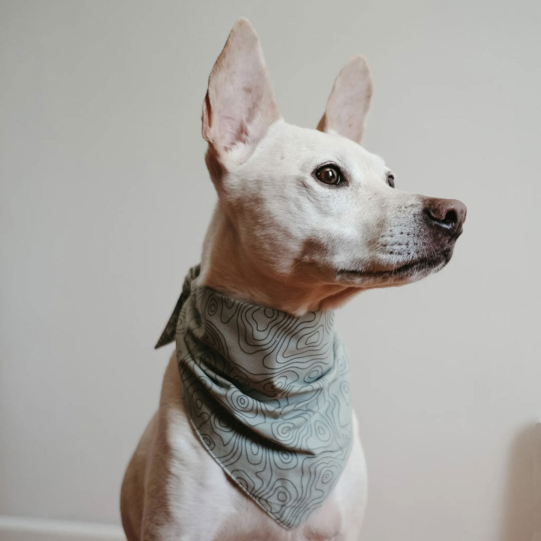 A whit dog with big ears wearing a 100% sage green cotton dog bandana patterned with landscape lines