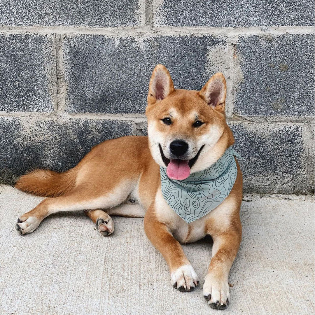 Smiling dog wearing a 100% sage green cotton dog bandana patterned with landscape lines