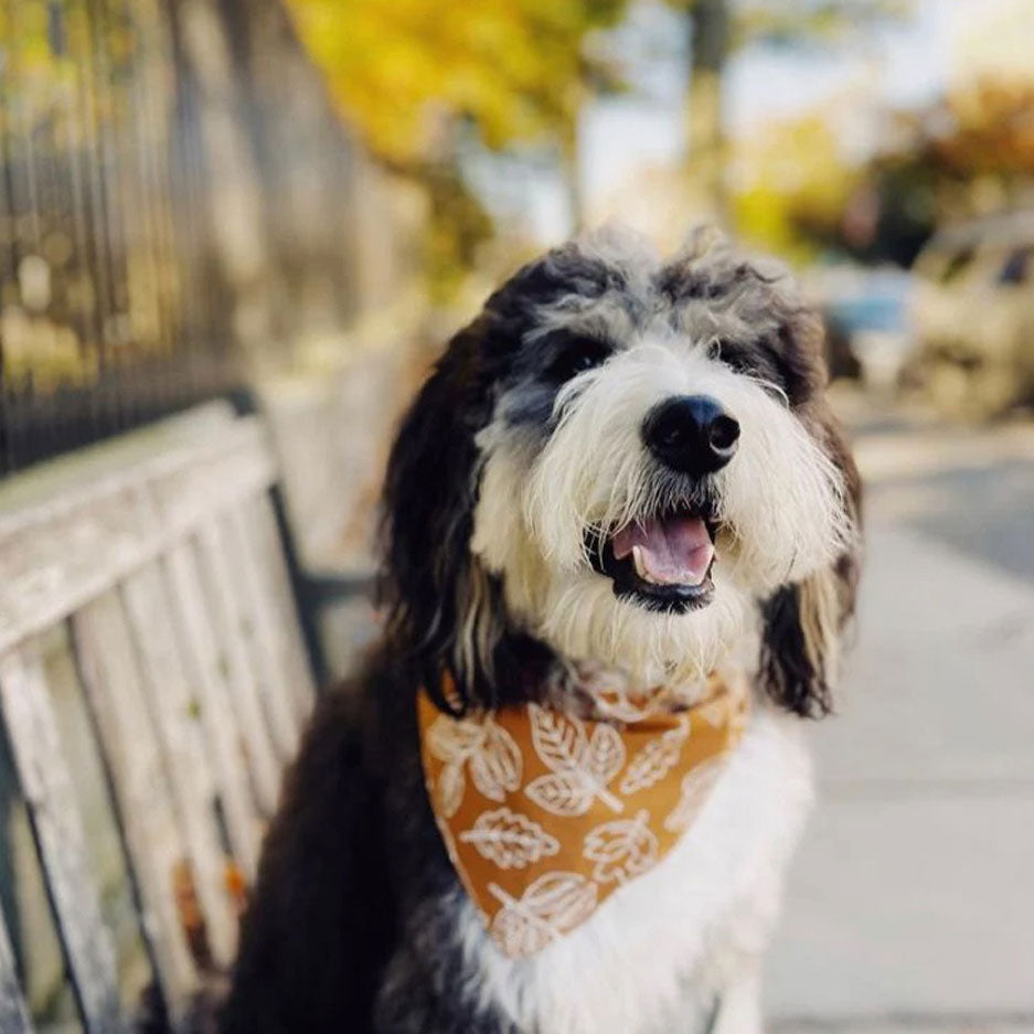 Black and white fluffy dog wearing a 100% cotton dog bandana patterned with white outlined leaves on a rust base 