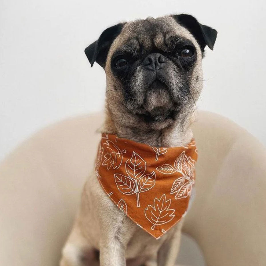 A pug dog wearing a 100% cotton dog bandana patterned with white outlined leaves on a rust base 