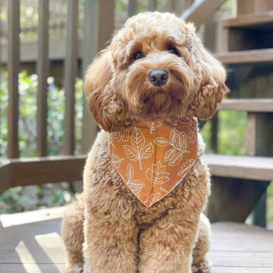 A brown fluffy dog wearing a 100% cotton dog bandana patterned with white outlined leaves on a rust base 