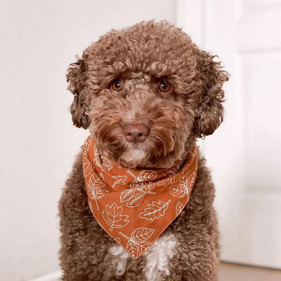 A brown fluffy dog wearing a 100% cotton dog badana patterend with white outlined leaves on a rust base 