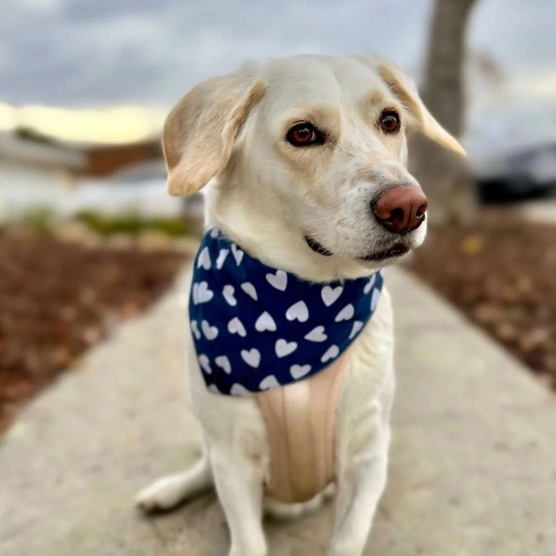 A handsome dog wearing a 100% cotton dog bandana in navy blue patterned with white hearts