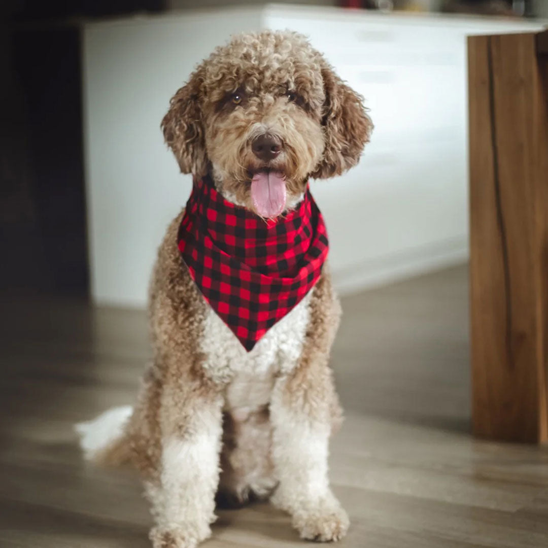 A poodle sticking his tongue out wearing a 100% cotton plaid dog bandana in red and black check