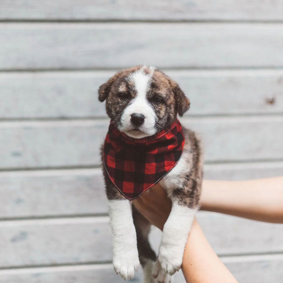 A small cute puppy wearing a 100% cotton plaid dog bandana in red and black check