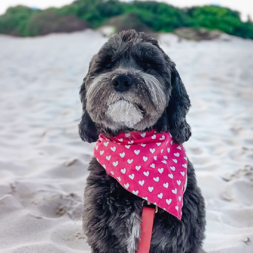 A black poodle sat on beach wearing a 100% pink cotton dog bandana patterned with white hearts