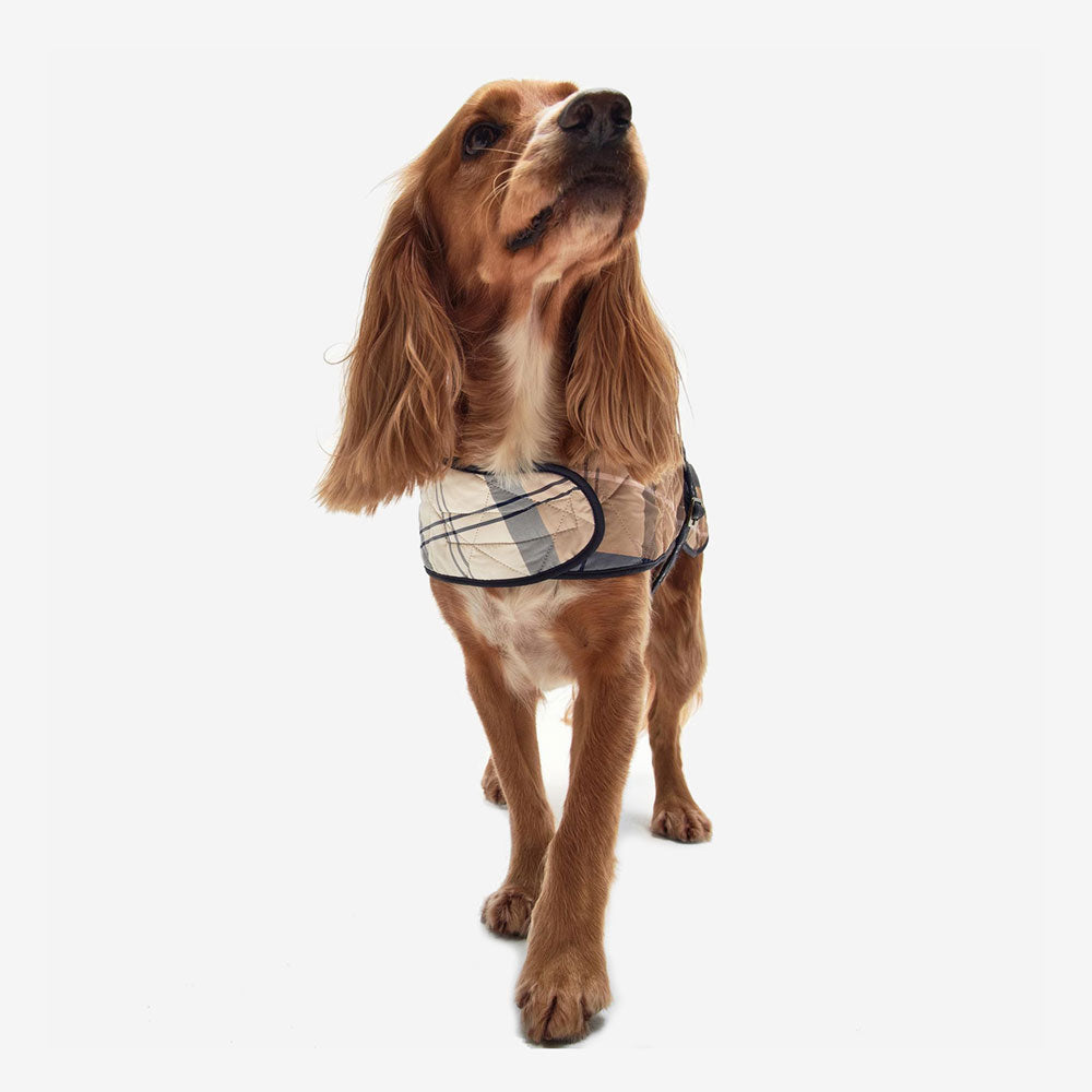 A dog with long, wavy fur wears a stylish, quilted vest, standing against a plain white background.