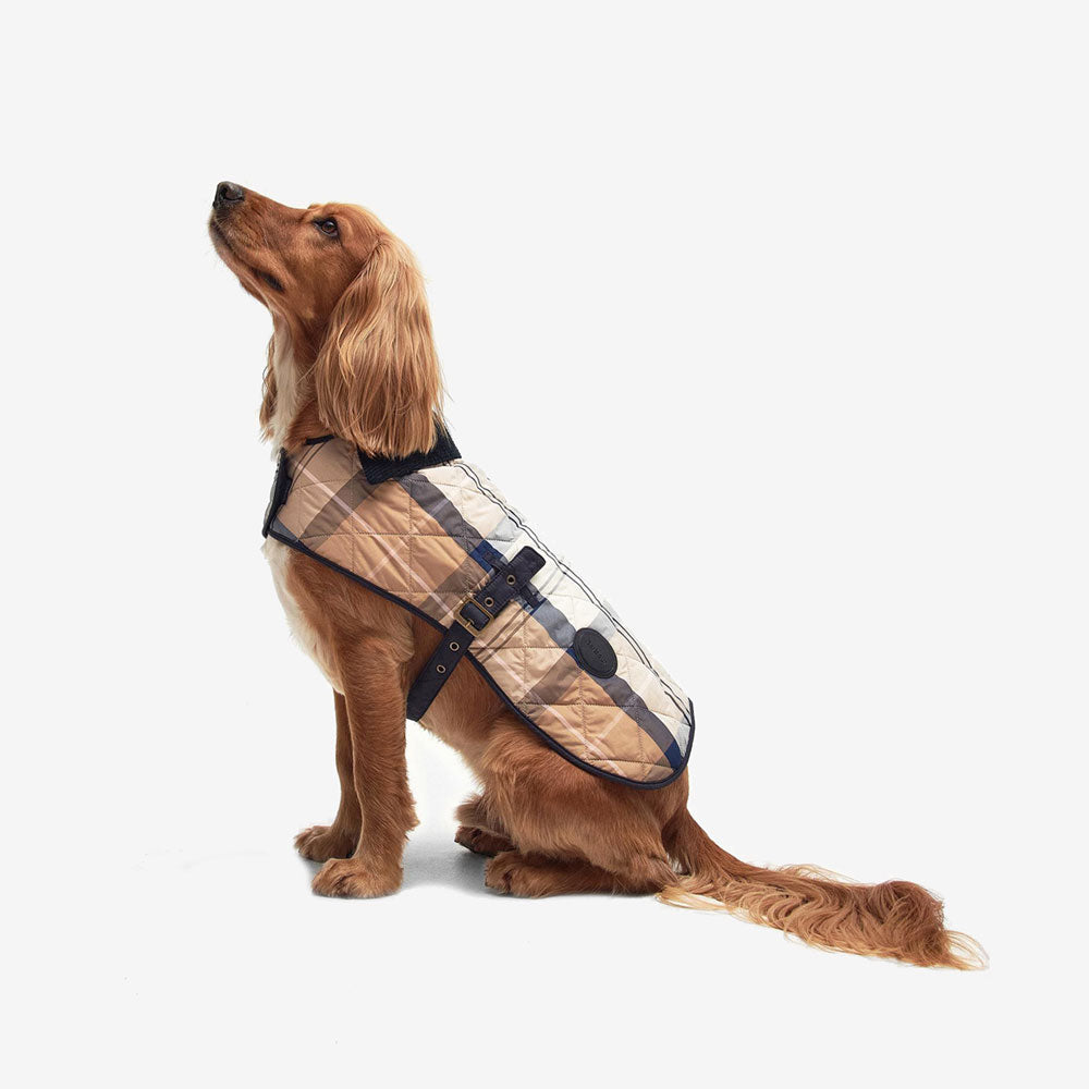 A golden retriever in a stylish beige and navy quilted "barbour" branded coat, sitting gracefully and gazing upwards against a white background.