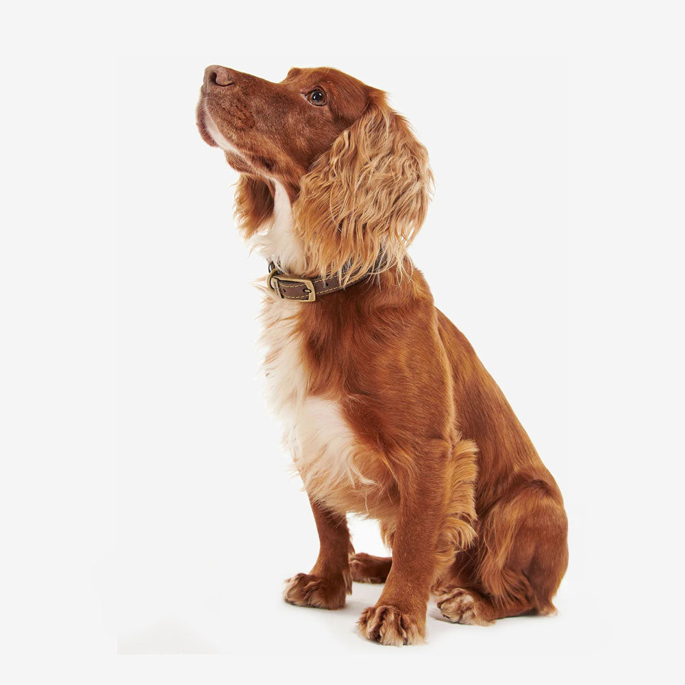 A brown and white Spaniel dog sits upright, looking elegantly to the side with a thoughtful expression, wearing a stylish collar.