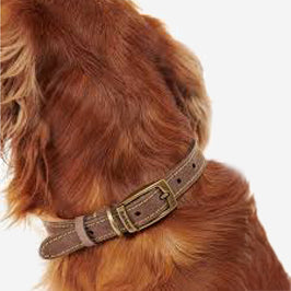 Close-up of a golden-brown dog's neck featuring a stylish beige leather collar with a brass buckle.