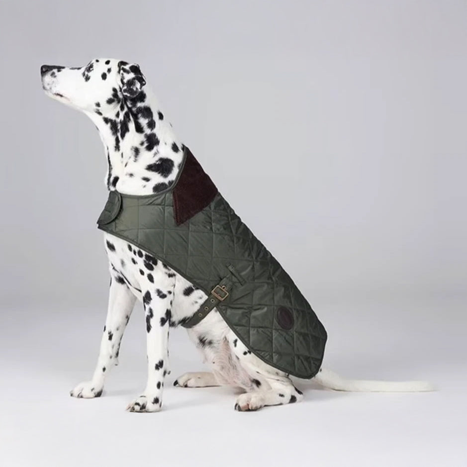 A stylish Dalmatian sits proudly, wearing a green quilted coat with a brown collar, against a plain white background.